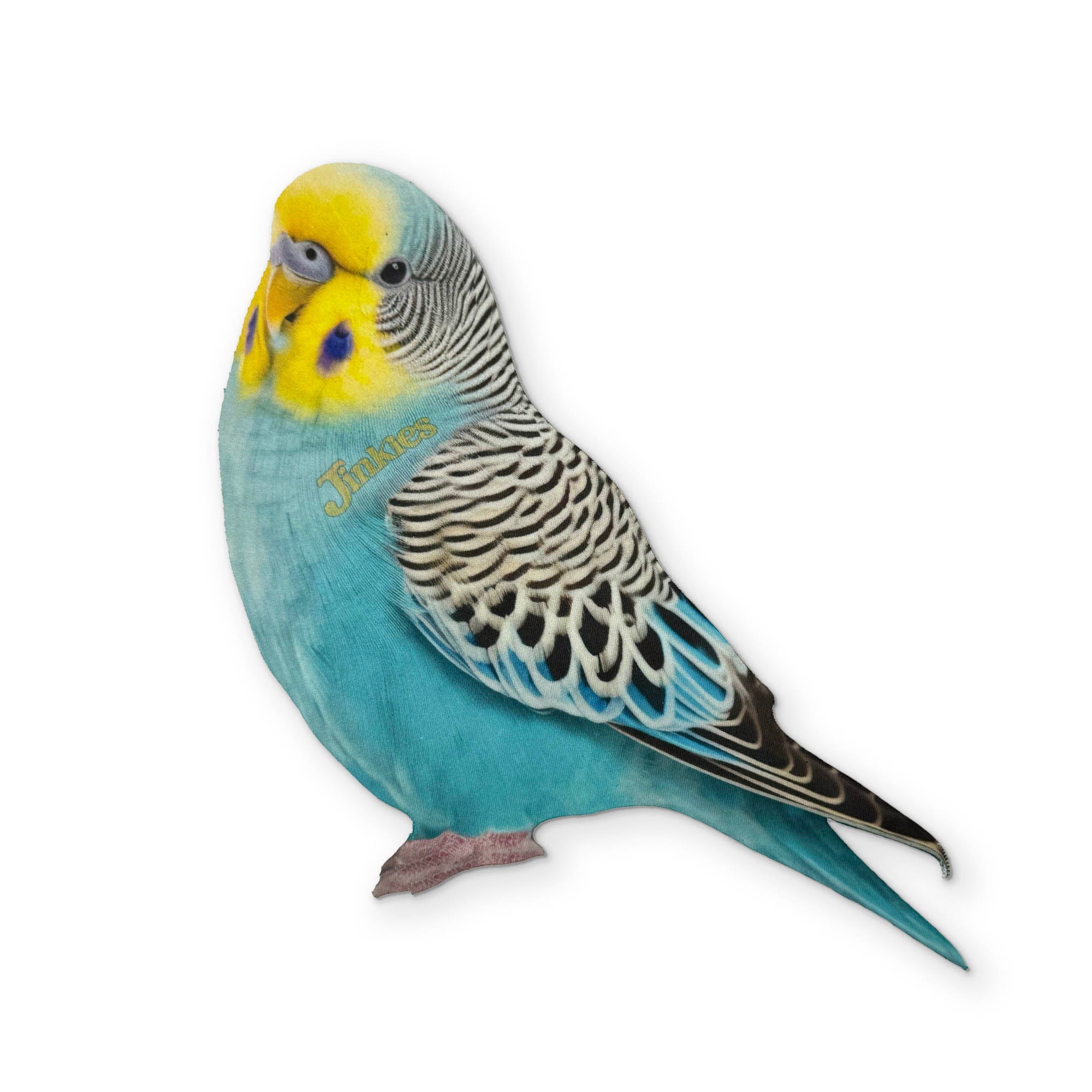 A BUDGIE YOU CAN CLEAN YOUR GLASSES WITH