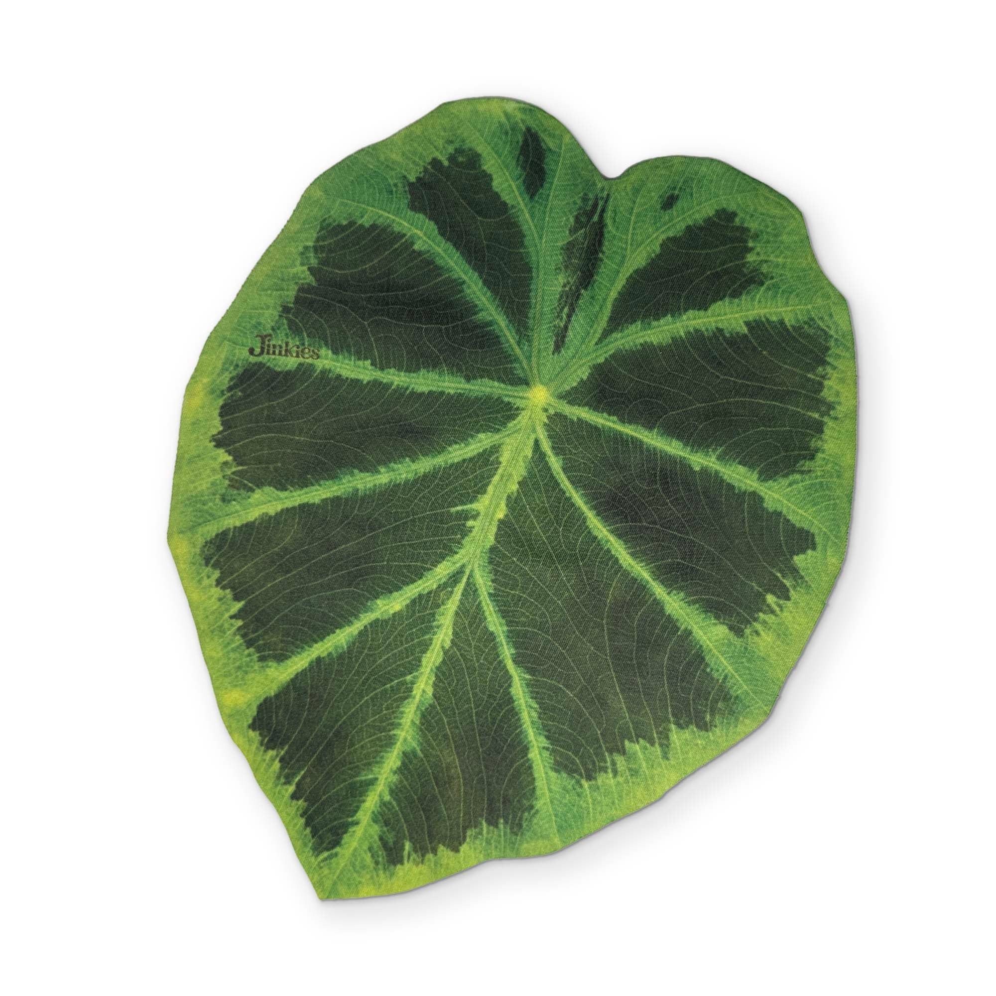 🍃 A COLOCASIA LEAF YOU CAN CLEAN YOUR GLASSES WITH