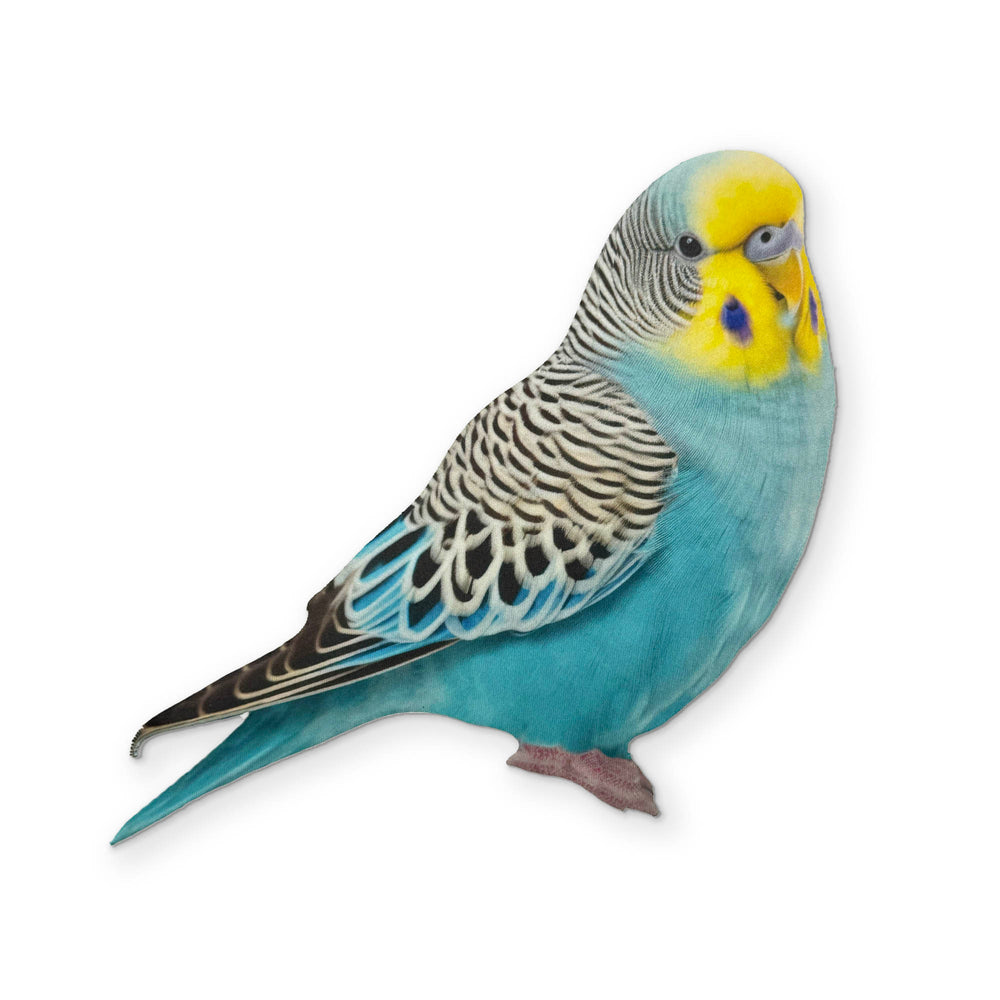 A BUDGIE YOU CAN CLEAN YOUR GLASSES WITH