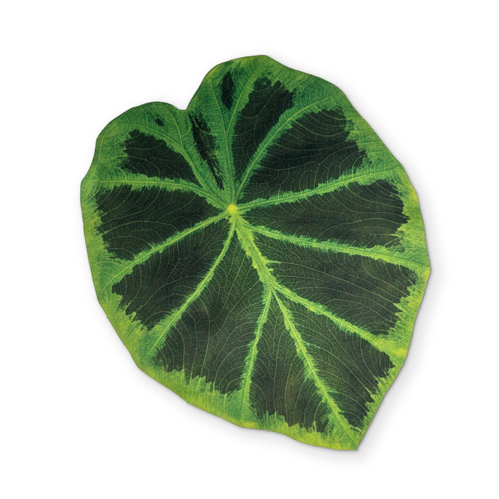 🍃 A COLOCASIA LEAF YOU CAN CLEAN YOUR GLASSES WITH