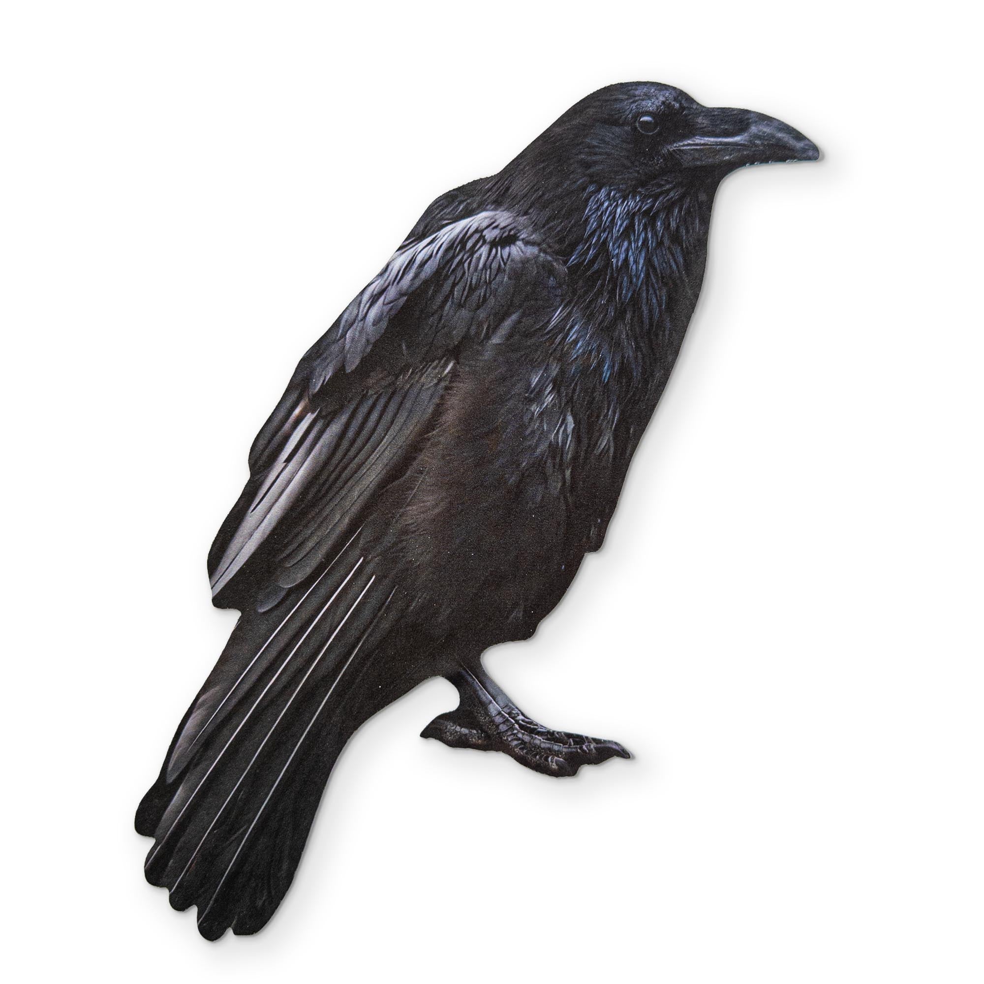 A RAVEN YOU CAN CLEAN YOUR GLASSES WITH