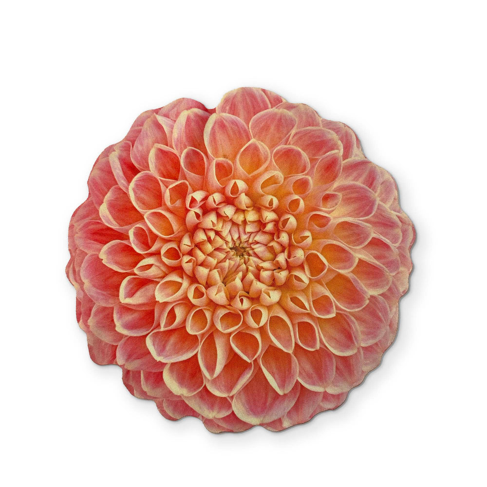 A DAHLIA FLOWER YOU CAN CLEAN YOUR GLASSES WITH