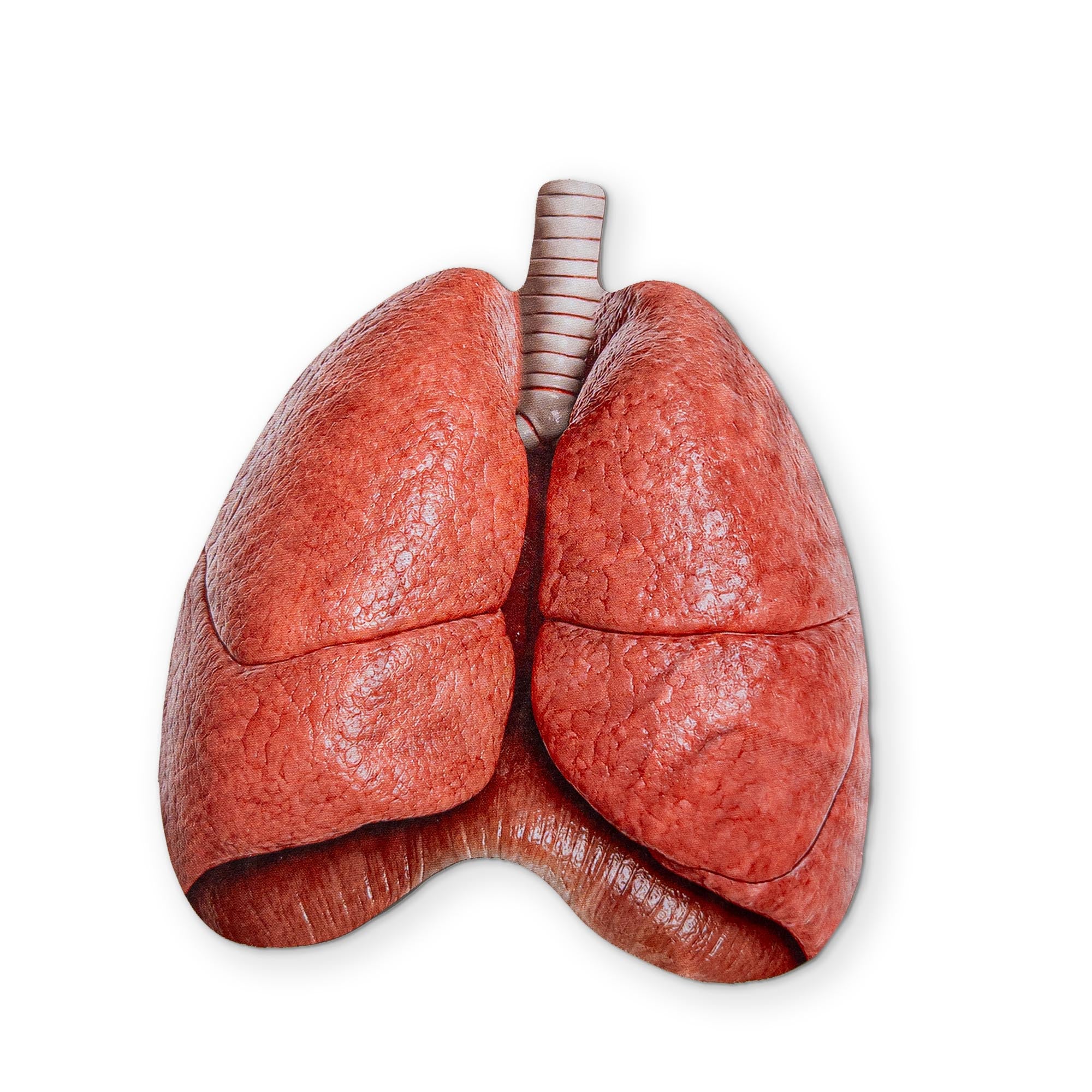 LUNGS YOU CAN CLEAN YOUR GLASSES WITH
