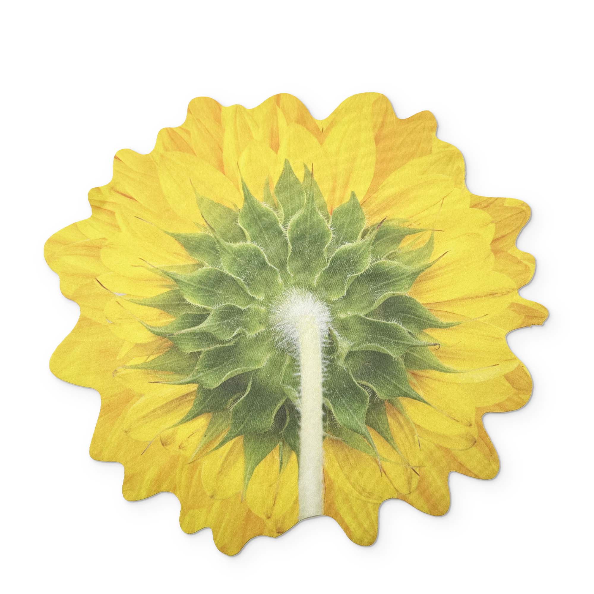 🌻 A SUNFLOWER YOU CAN CLEAN YOUR GLASSES WITH