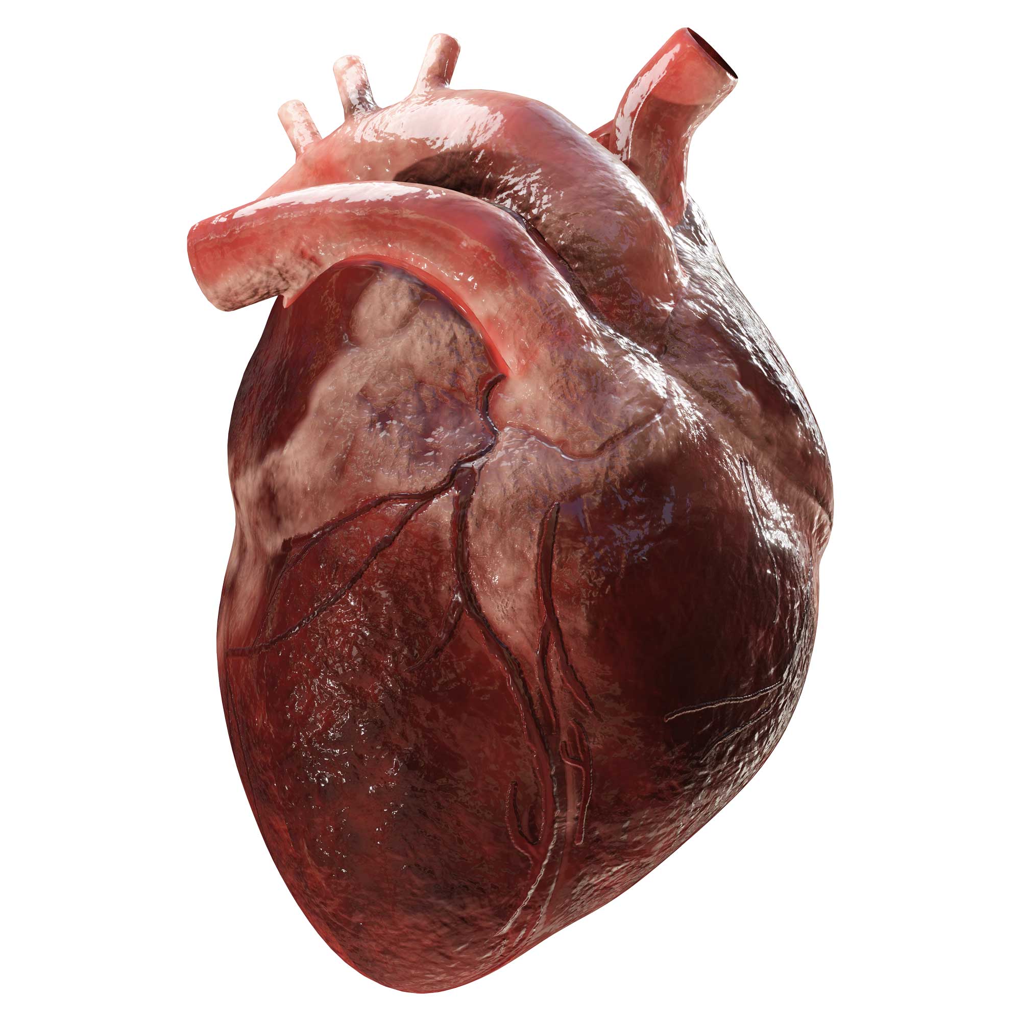 AN ANATOMICAL HEART YOU CAN CLEAN YOUR GLASSES WITH