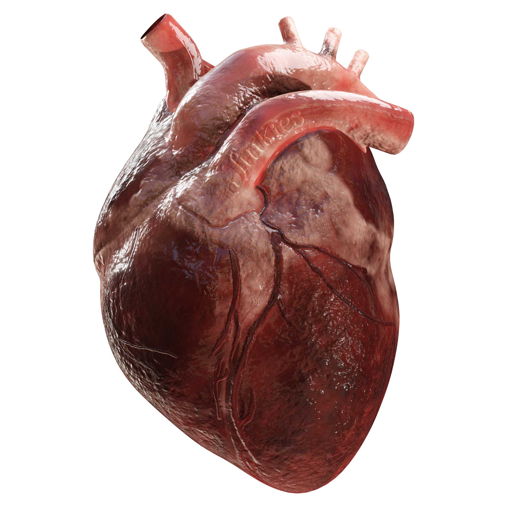 AN ANATOMICAL HEART YOU CAN CLEAN YOUR GLASSES WITH