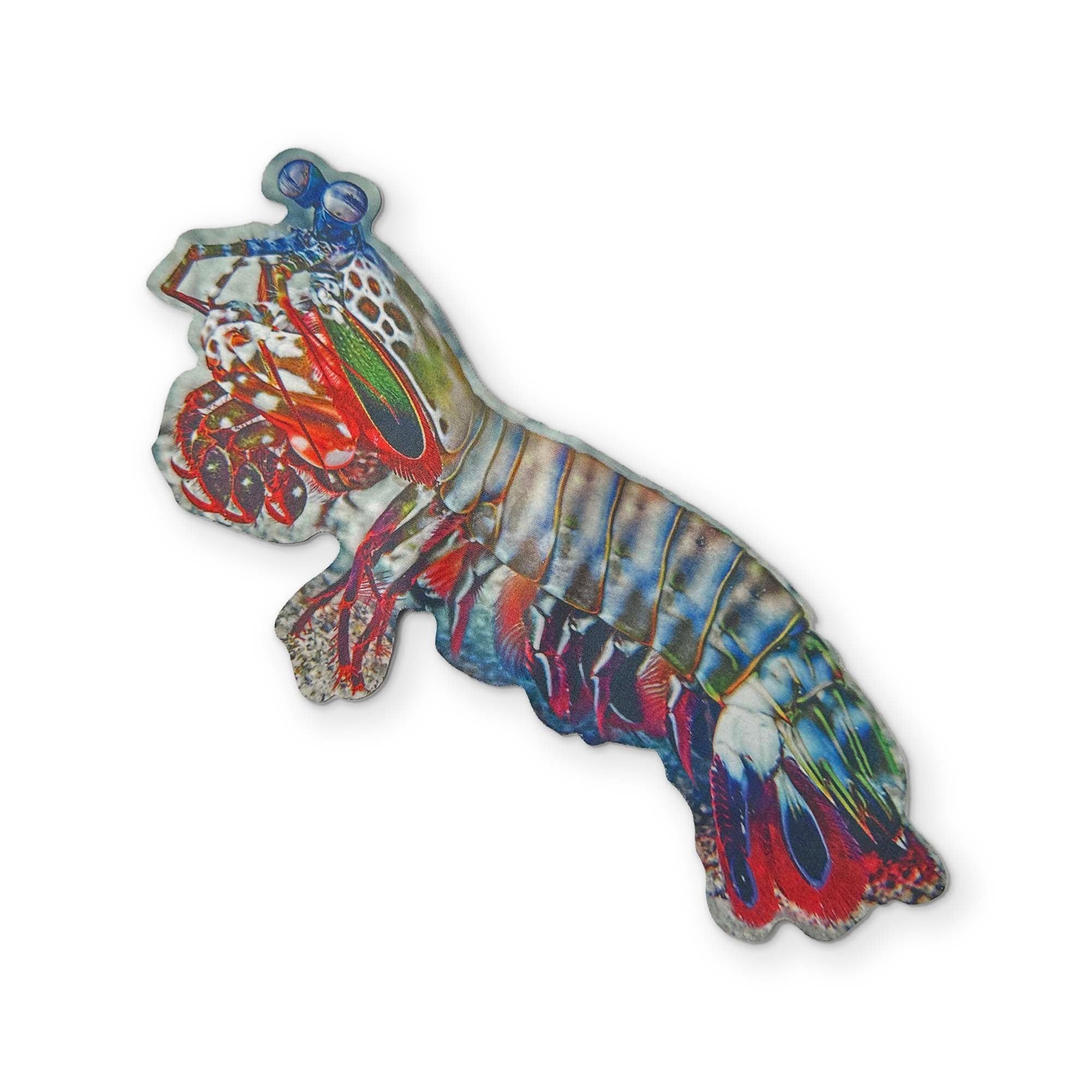 🦐 A PEACOCK MANTIS SHRIMP YOU CAN CLEAN YOUR GLASSES WITH