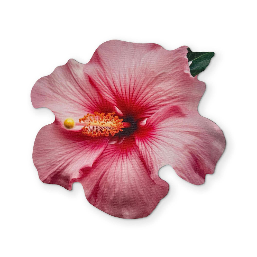 🌺 A HIBISCUS FLOWER YOU CAN CLEAN YOUR GLASSES WITH