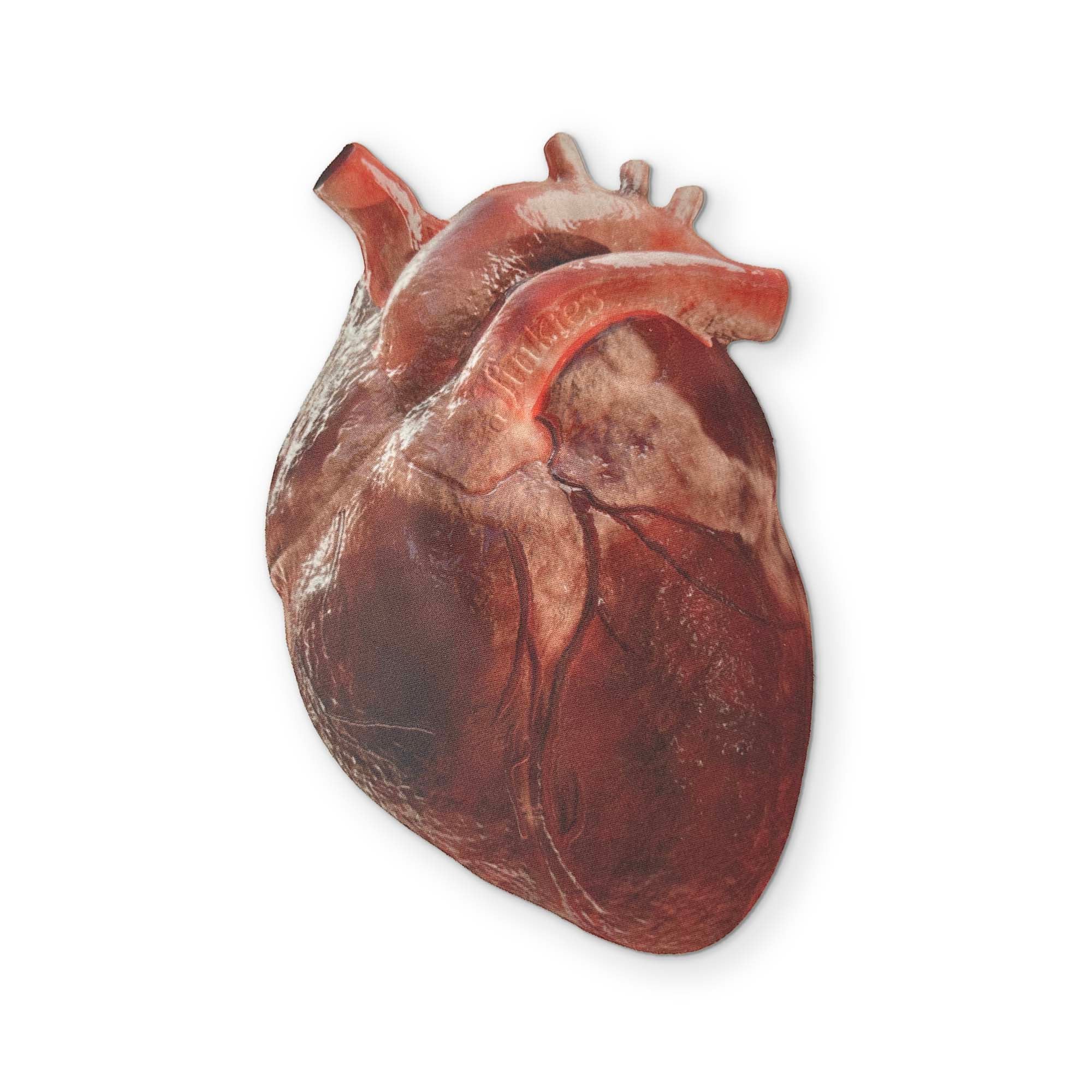 AN ANATOMICAL HEART YOU CAN CLEAN YOUR GLASSES WITH