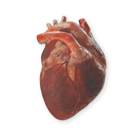 AN ANATOMICAL HEART YOU CAN CLEAN YOUR GLASSES WITH