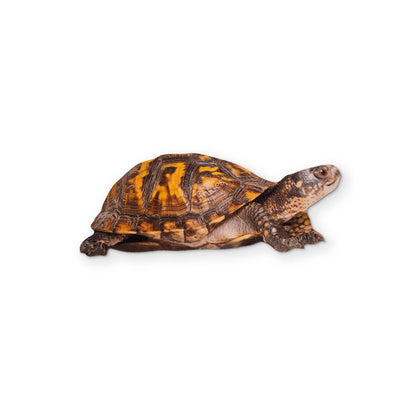 A BOX TURTLE YOU CAN CLEAN YOUR GLASSES WITH