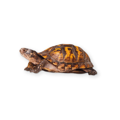 A BOX TURTLE YOU CAN CLEAN YOUR GLASSES WITH