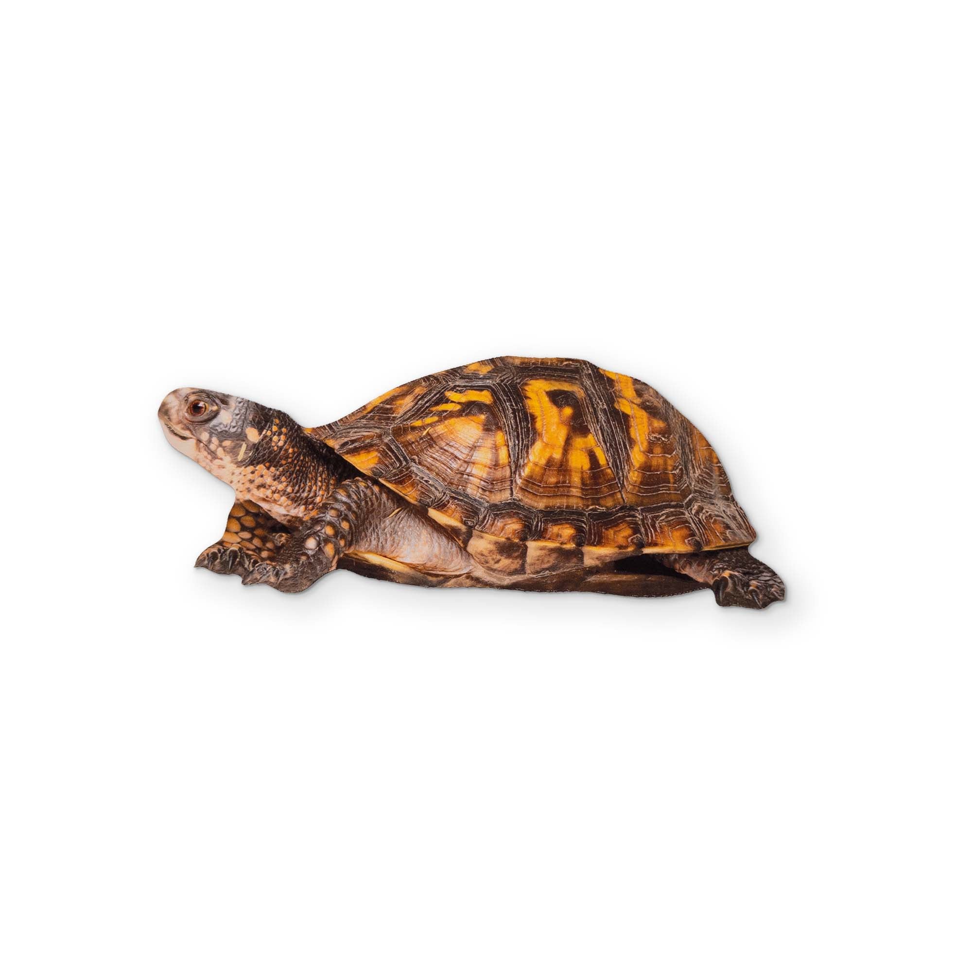 A BOX TURTLE YOU CAN CLEAN YOUR GLASSES WITH