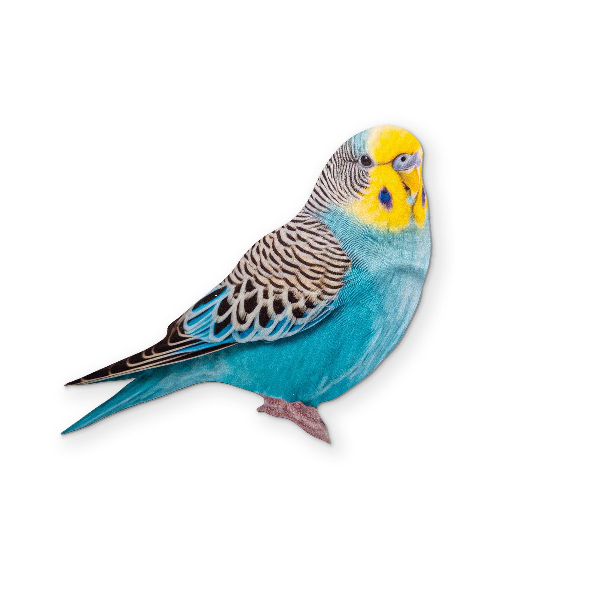 A BUDGIE YOU CAN CLEAN YOUR GLASSES WITH