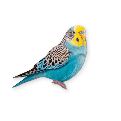 A BUDGIE YOU CAN CLEAN YOUR GLASSES WITH