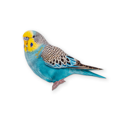 A BUDGIE YOU CAN CLEAN YOUR GLASSES WITH