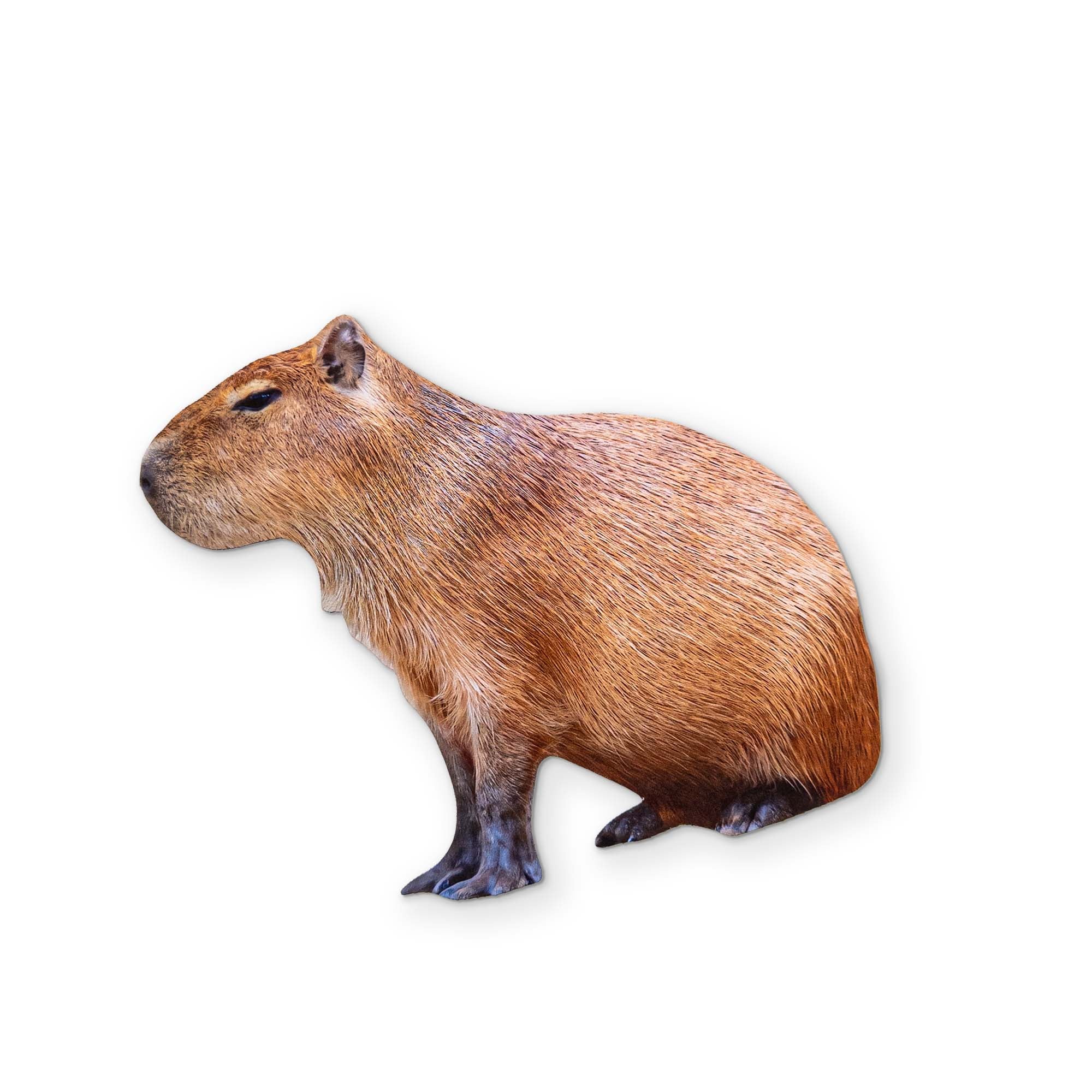 A CAPYBARA YOU CAN CLEAN YOUR GLASSES WITH