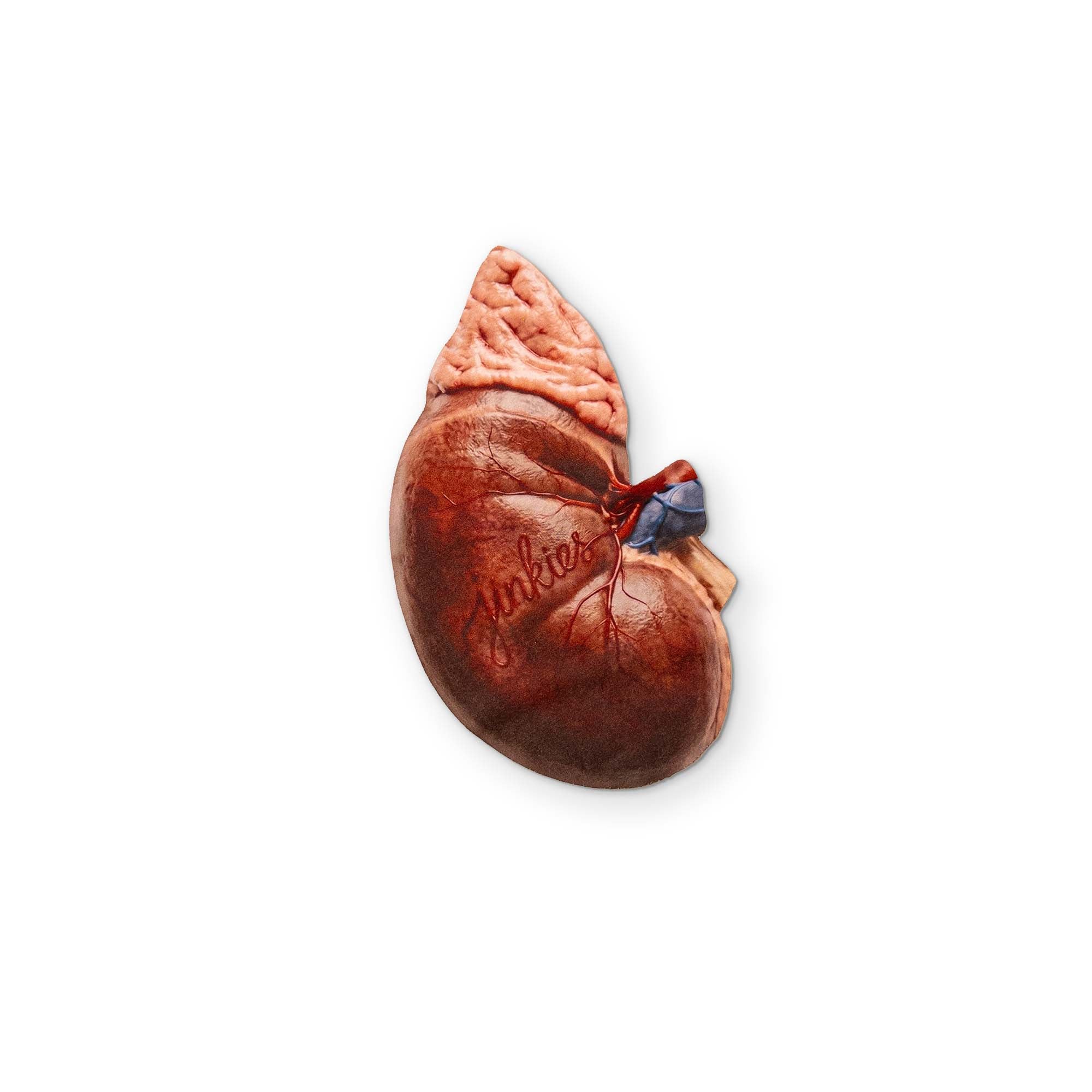 A KIDNEY YOU CAN CLEAN YOUR GLASSES WITH