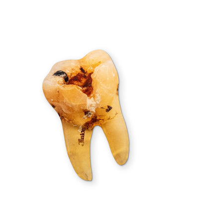 A NASTY TOOTH YOU CAN CLEAN YOUR GLASSES WITH