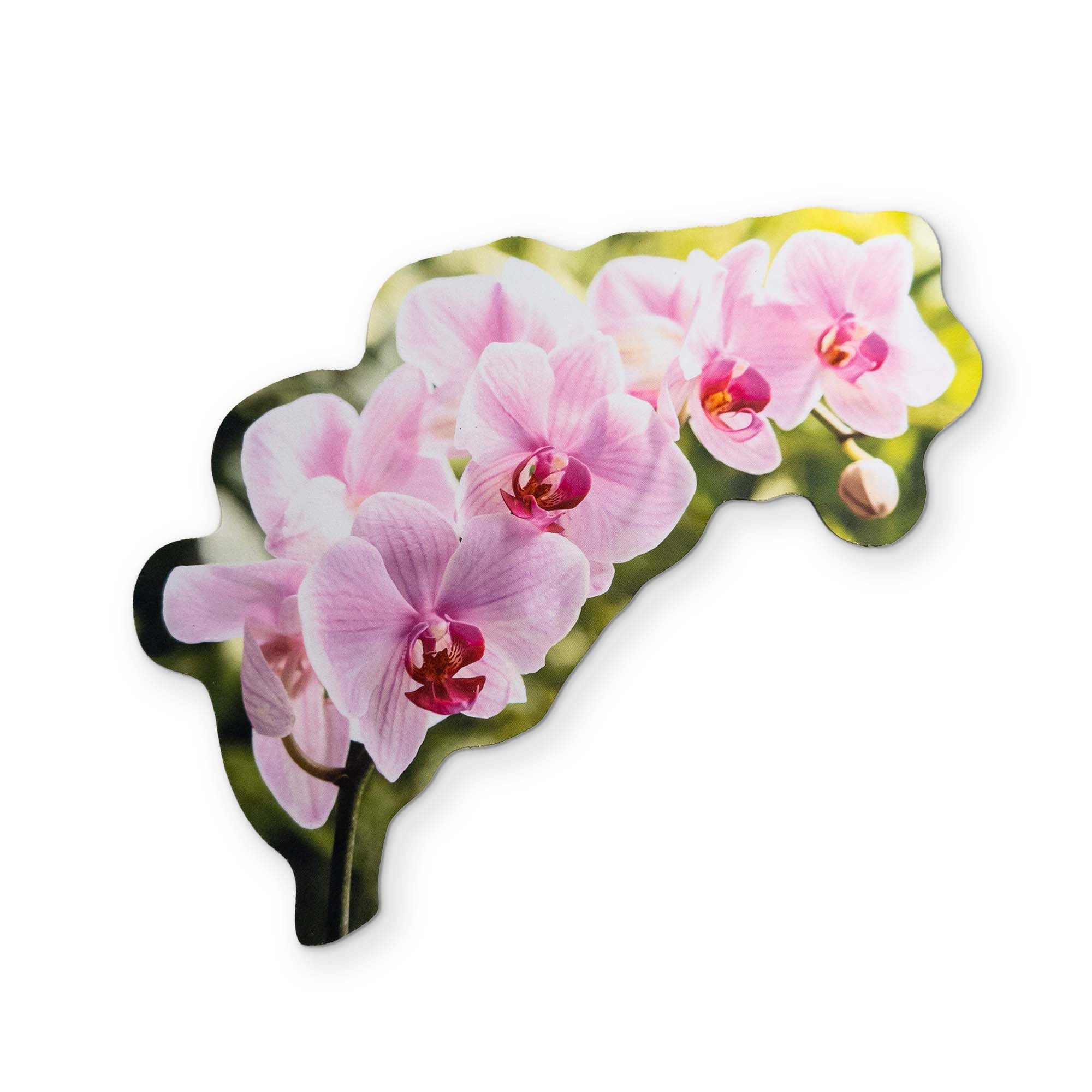 AN ORCHID YOU CAN CLEAN YOUR GLASSES WITH