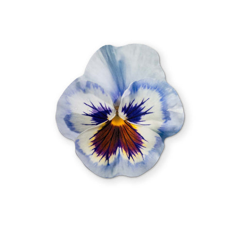 A PANSY YOU CAN CLEAN YOUR GLASSES WITH