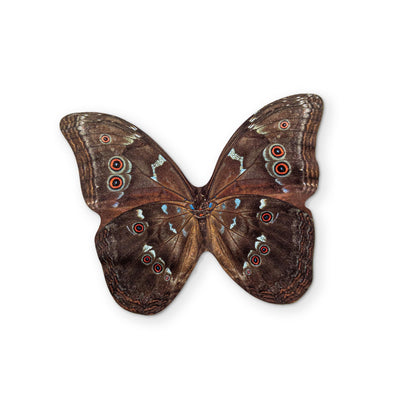 🦋 A BUTTERFLY YOU CAN CLEAN YOUR GLASSES WITH