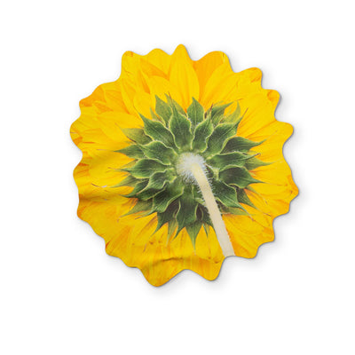 🌻 A SUNFLOWER YOU CAN CLEAN YOUR GLASSES WITH
