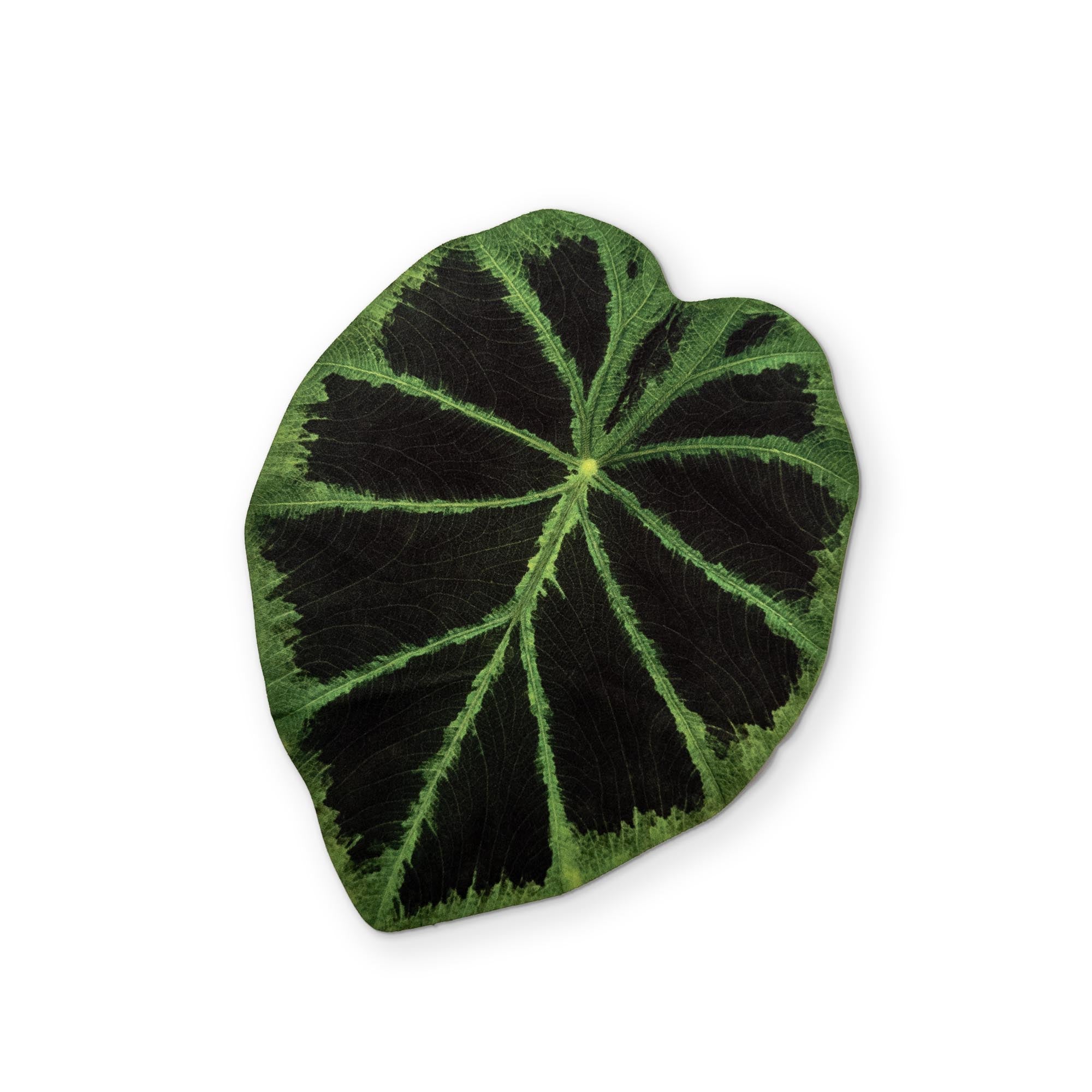 🍃 A COLOCASIA LEAF YOU CAN CLEAN YOUR GLASSES WITH