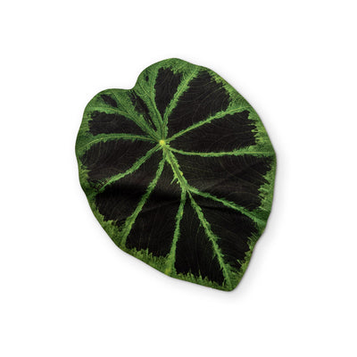 🍃 A COLOCASIA LEAF YOU CAN CLEAN YOUR GLASSES WITH