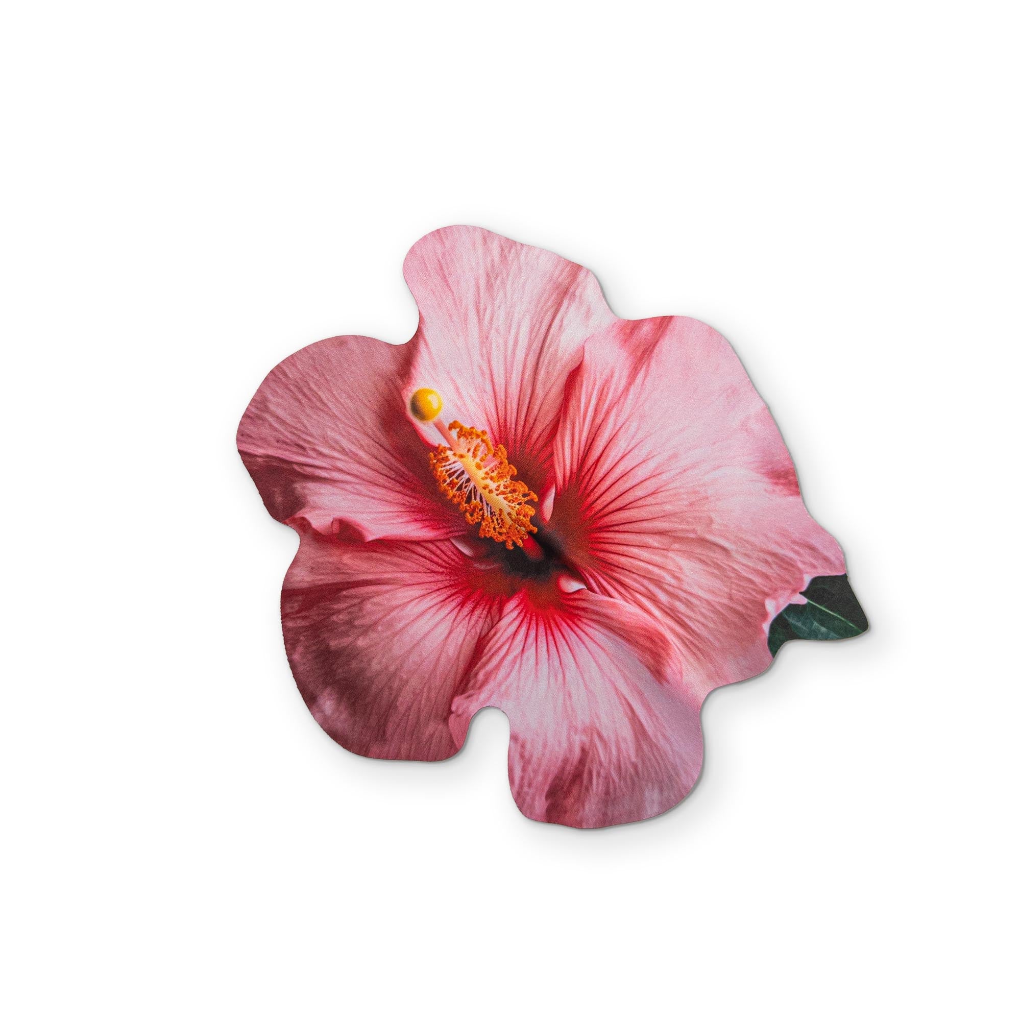 🌺 A HIBISCUS FLOWER YOU CAN CLEAN YOUR GLASSES WITH